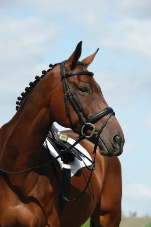 Collegiate Syntovia   Padded Raised Flash Bridle