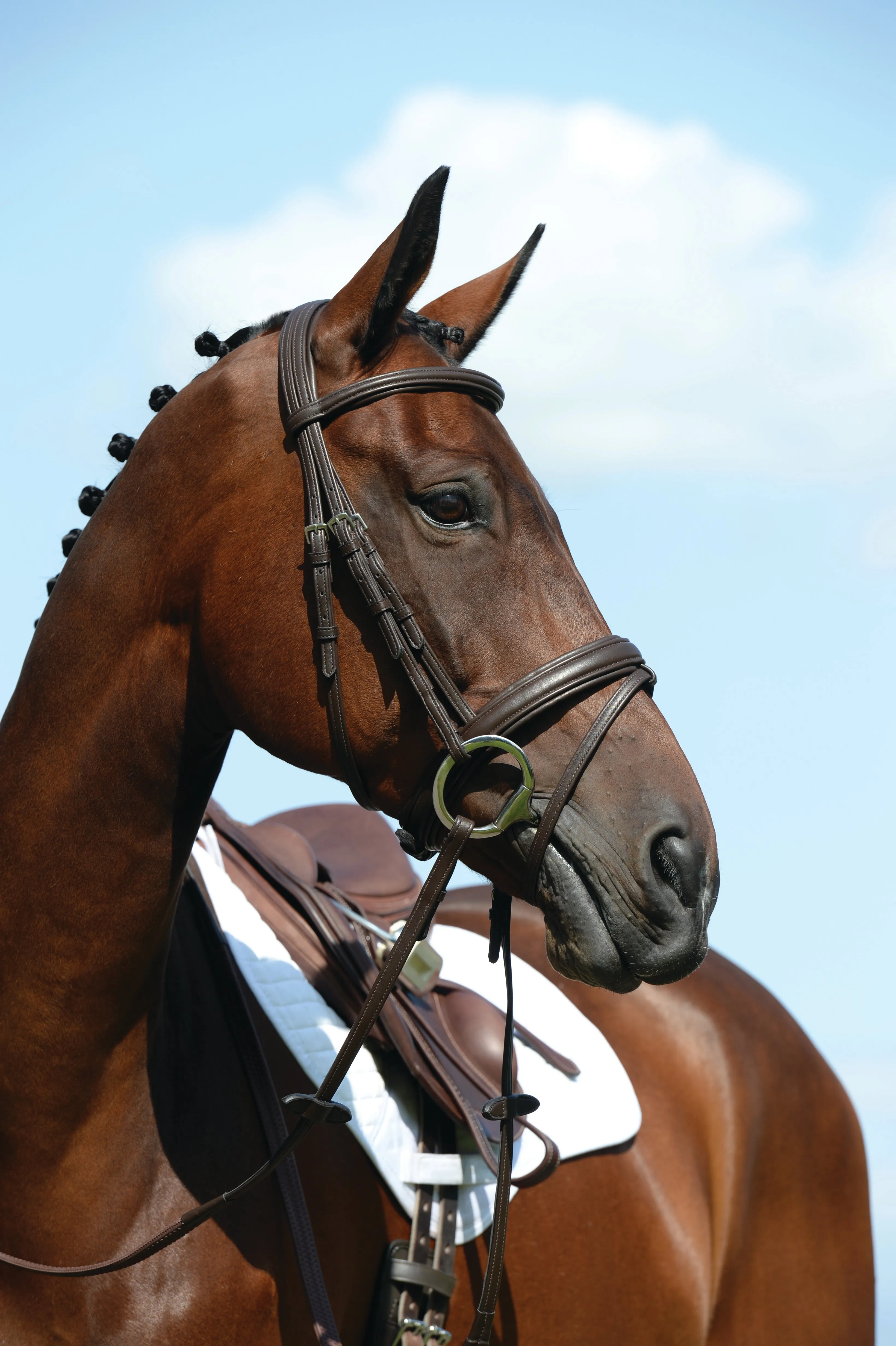 Collegiate Syntovia   Padded Raised Flash Bridle