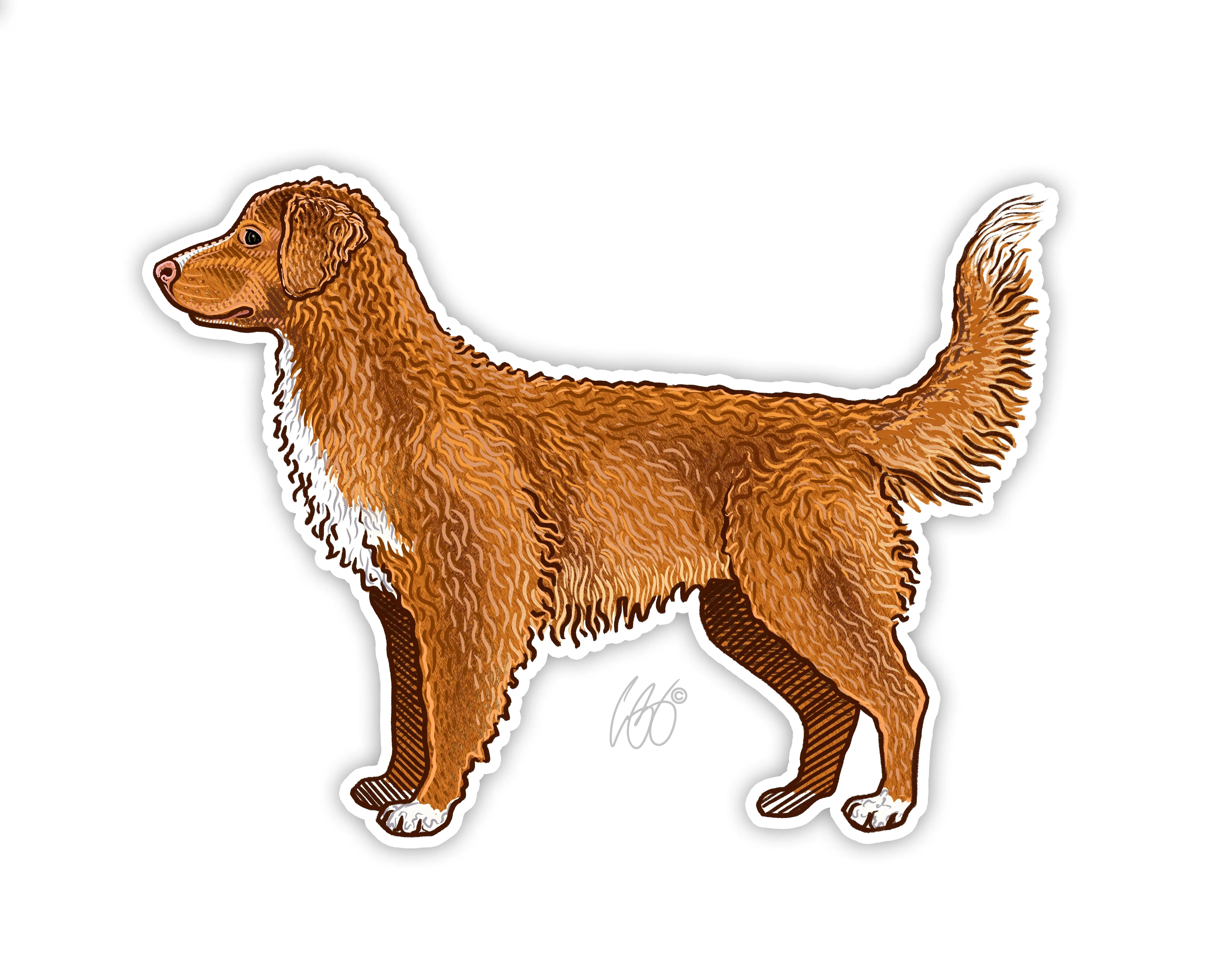 Duck Toller Decal