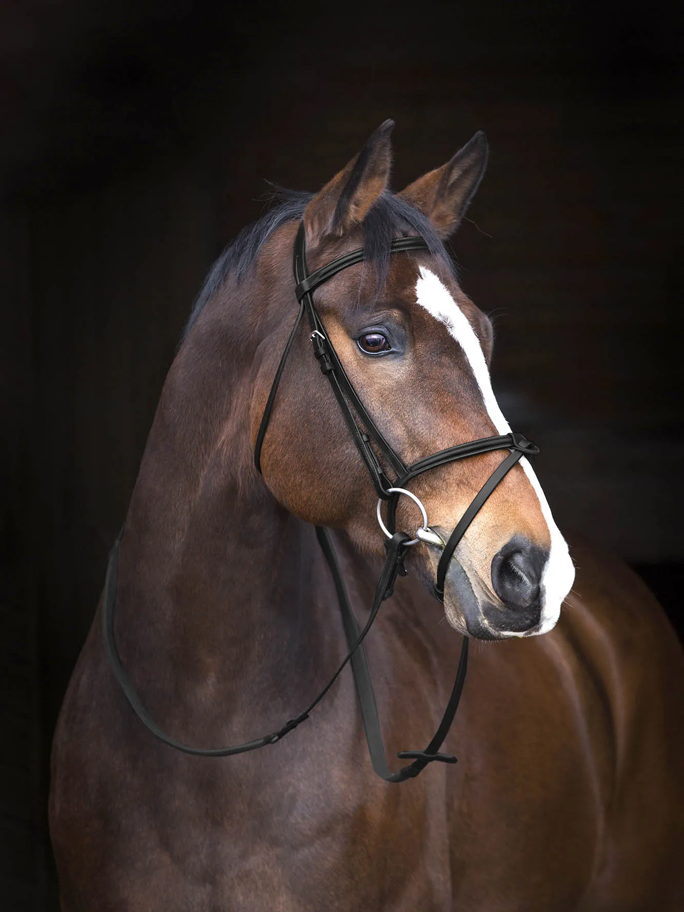 Mio Padded English Bridle