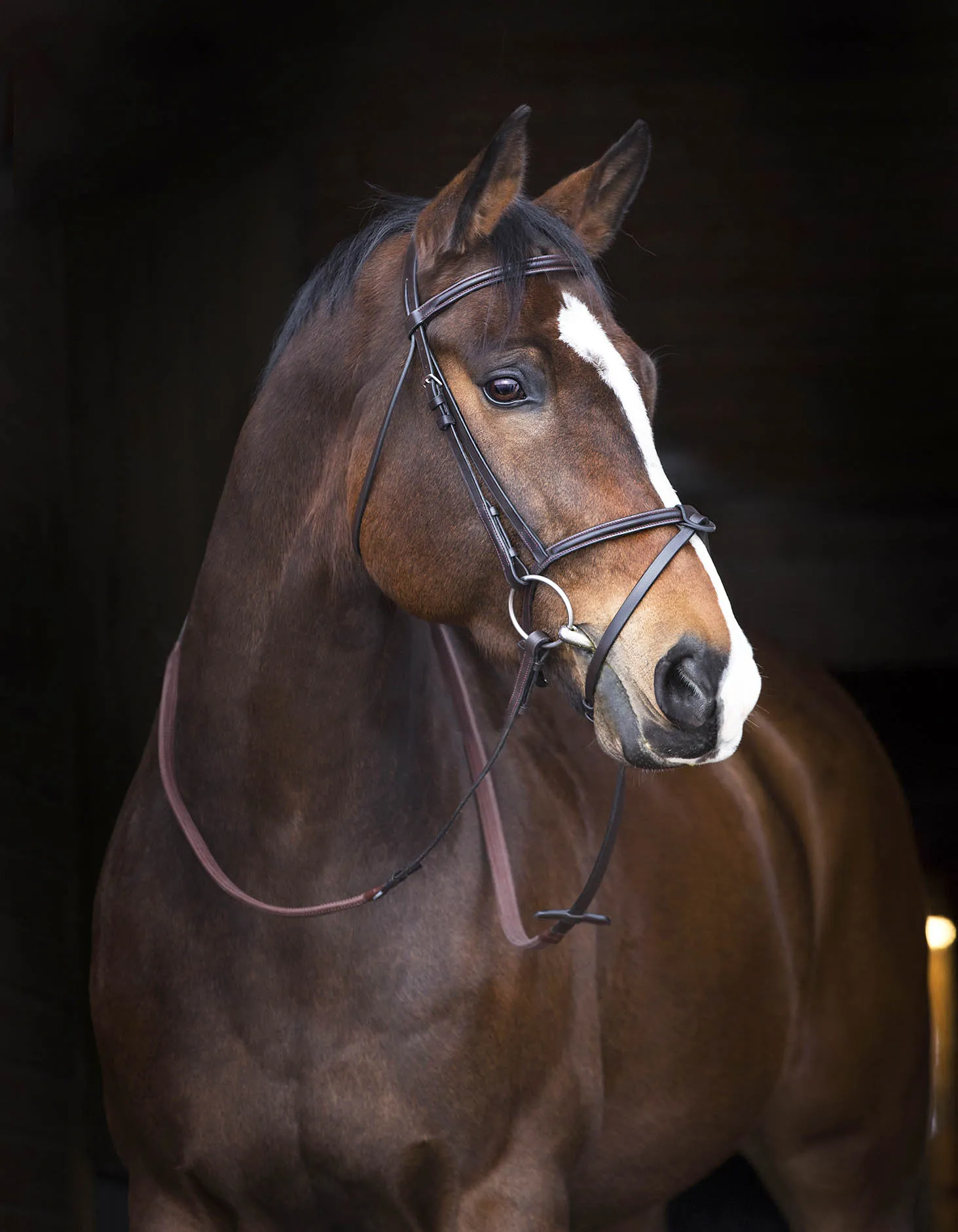 Mio Padded English Bridle